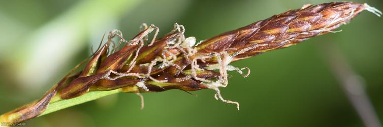 Downy-fruited Sedge