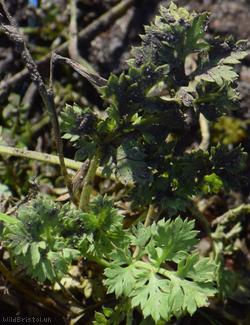 image for Apiaceae Unidentified