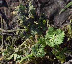 Apiaceae Unidentified