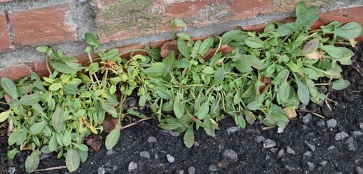 image for Sheep's Sorrel