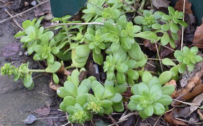Lesser Mexican-stonecrop