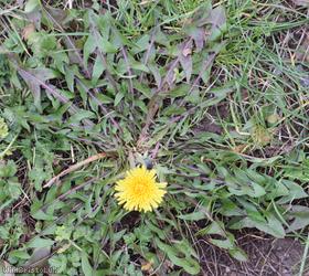 image for Asymmetrical Hook-lobed Dandelion