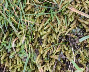 Glasswort Feather-moss