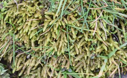Glasswort Feather-moss