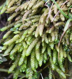 Glasswort Feather-moss