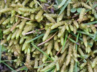 image for Glasswort Feather-moss