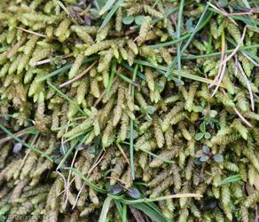 Glasswort Feather-moss