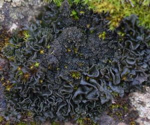 image for Crinkled Pulp Lichen