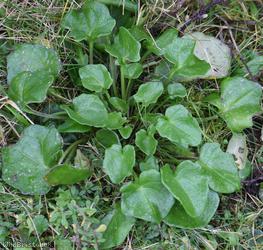image for Common Scurvygrass