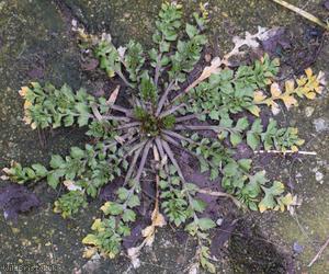 Shepherd's-purse type 13