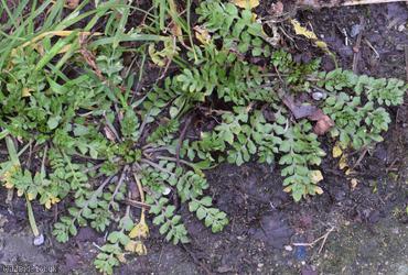 Shepherd's-purse type 13