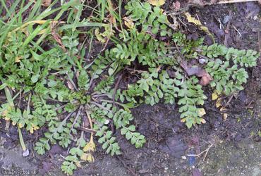 Shepherd's-purse type 13