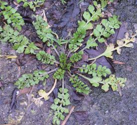 image for Shepherd's-purse type 13