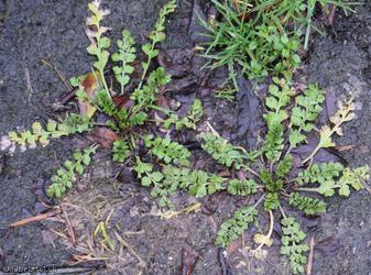 Shepherd's-purse type 13