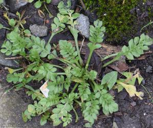 Shepherd's-purse type 13