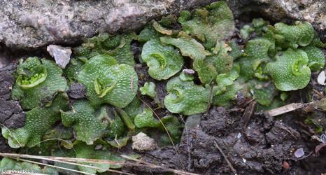 Crescent-cup Liverwort