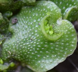 image for Crescent-cup Liverwort