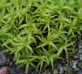 Lesser Bird's-claw Beard-moss