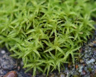Lesser Bird's-claw Beard-moss