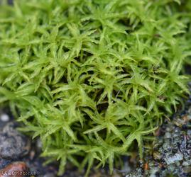 Lesser Bird's-claw Beard-moss