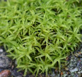 Lesser Bird's-claw Beard-moss