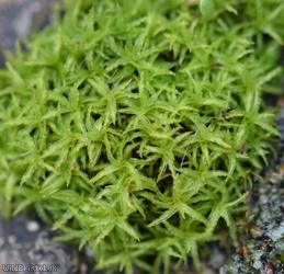image for Lesser Bird's-claw Beard-moss