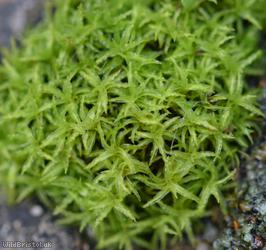 Lesser Bird's-claw Beard-moss