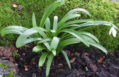 Green-leaved Snowdrop