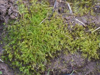 Silky Forklet-moss