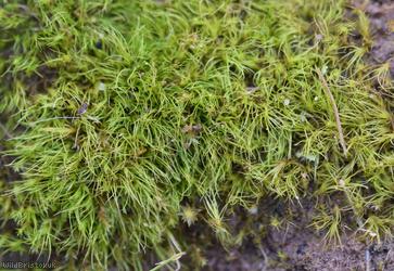 Silky Forklet-moss