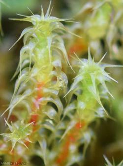 Springy Turf-moss
