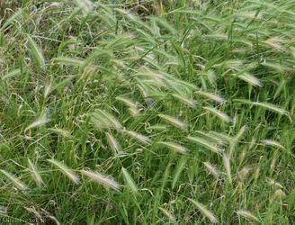 image for Wall Barley