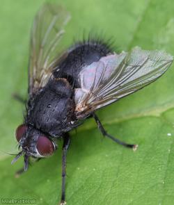 Common Pales