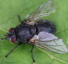 Common Pales
