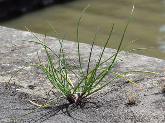 image for Chives