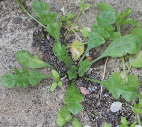 image for Shepherd's-purse type 14