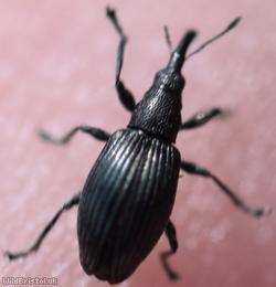 Aspidapion radiolus