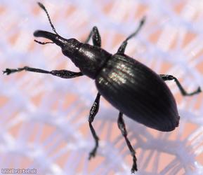 Aspidapion radiolus