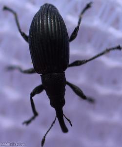 Aspidapion radiolus