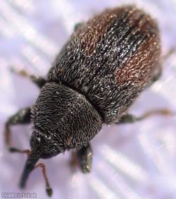 Mecinus pascuorum