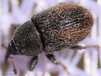 Mecinus pascuorum