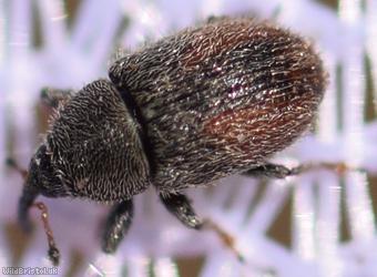 Mecinus pascuorum