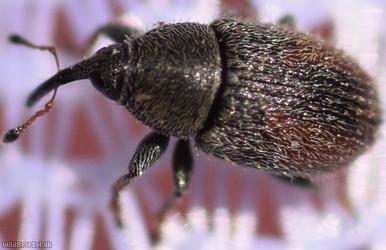 Mecinus pascuorum