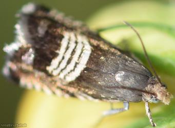 image for Meadow Tortrix
