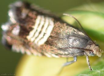 Meadow Tortrix