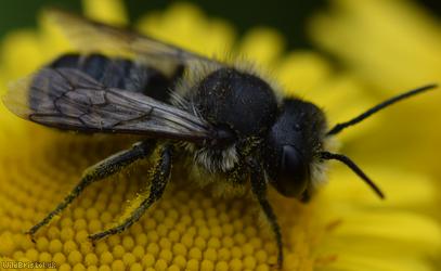 Blue Mason Bee