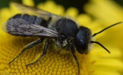 Blue Mason Bee