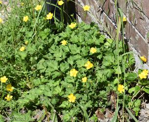 image for Creeping Buttercup