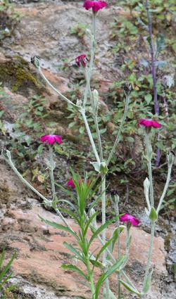 Rose Campion