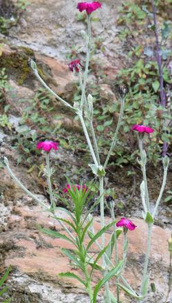 Rose Campion
